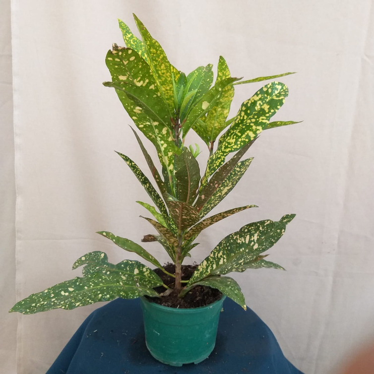 Croton variegata